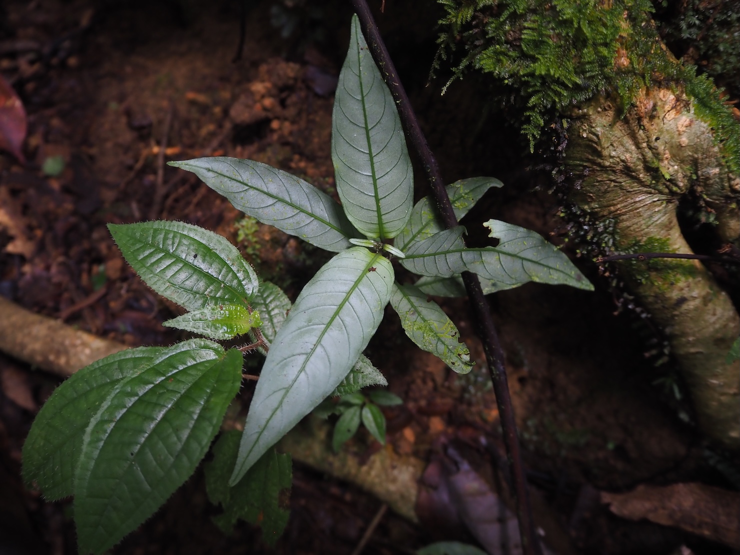 Ophiorrhiza