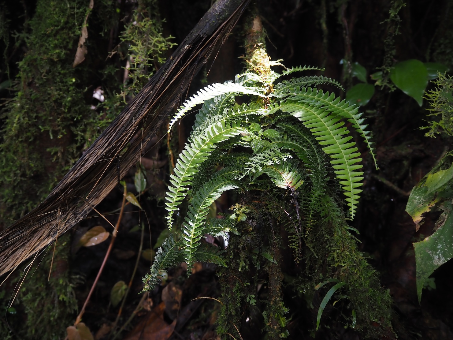Lindsaea