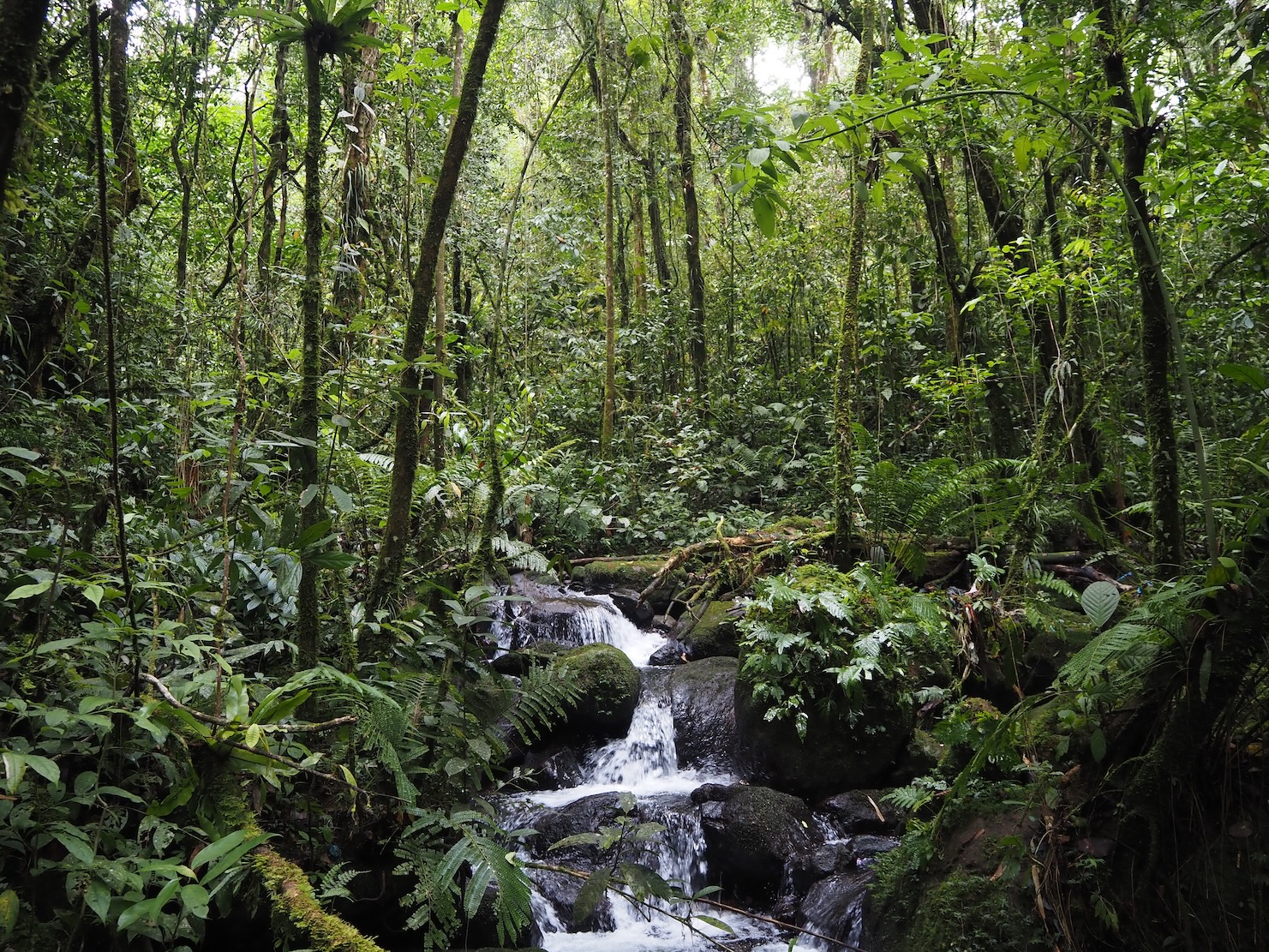 Sumatera Jungle
