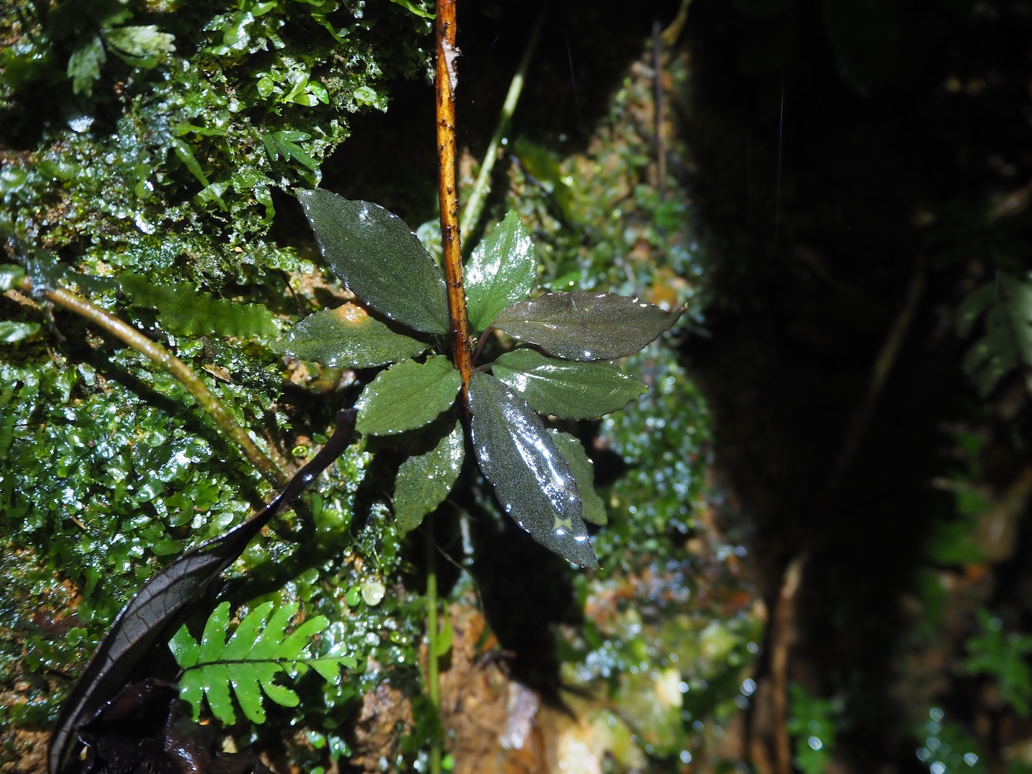 Homalomena sp.Padang K0425-2