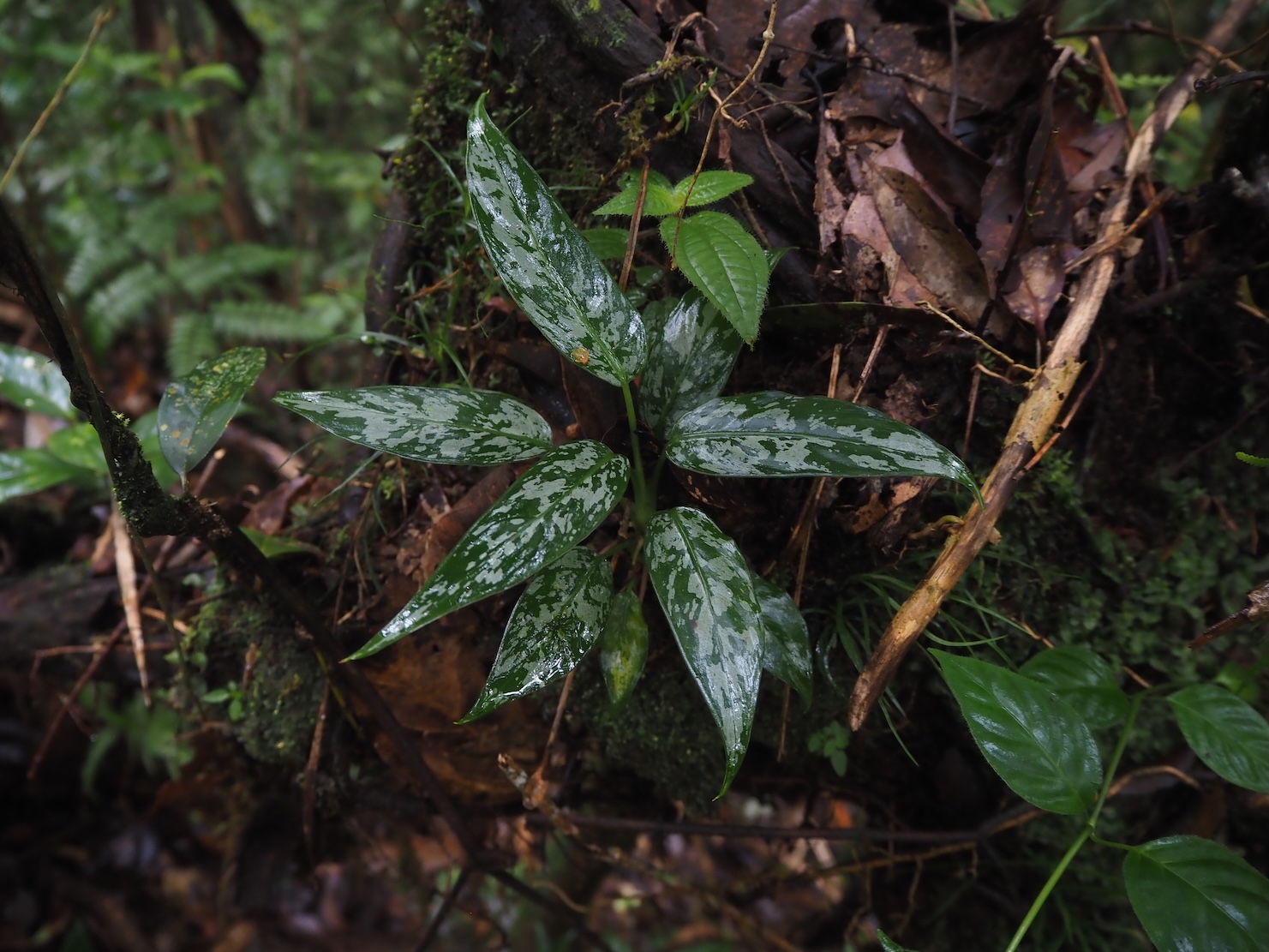 Apoballis acuminatissima