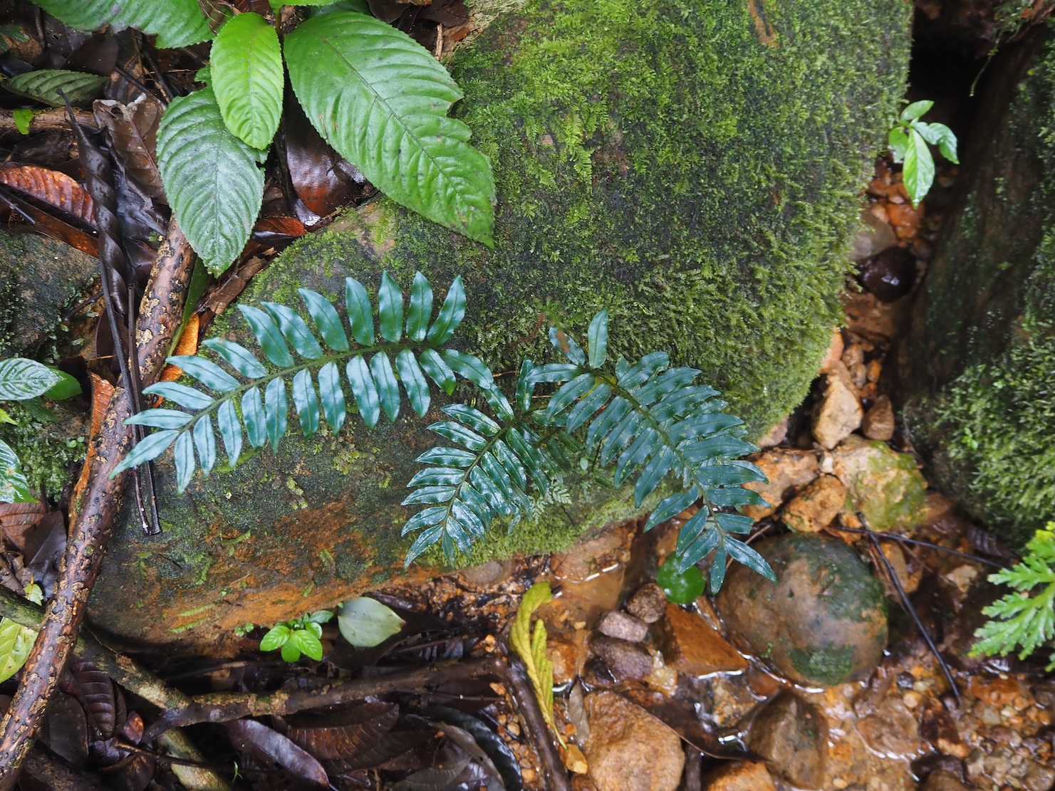 Lomariopsis sp.