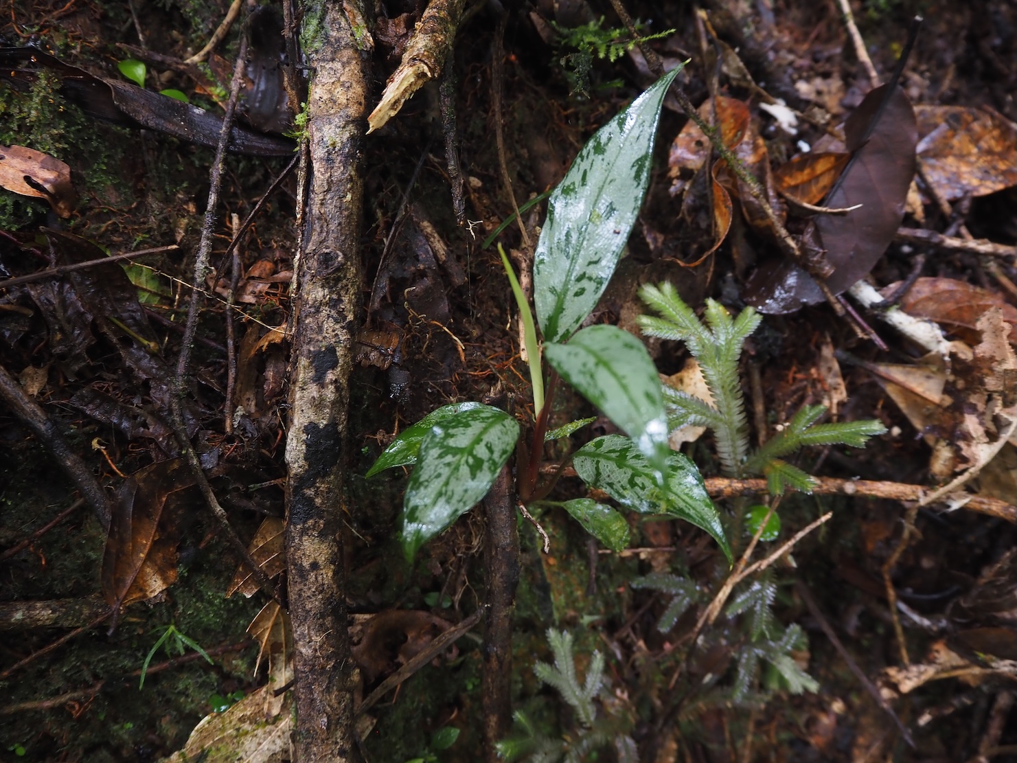 Apoballis acuminatissima