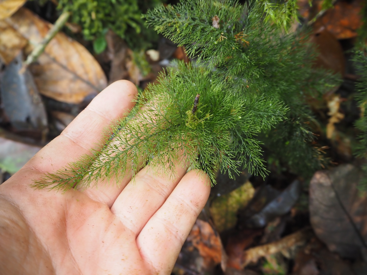 Abrodictyum pluma OR meifolium
