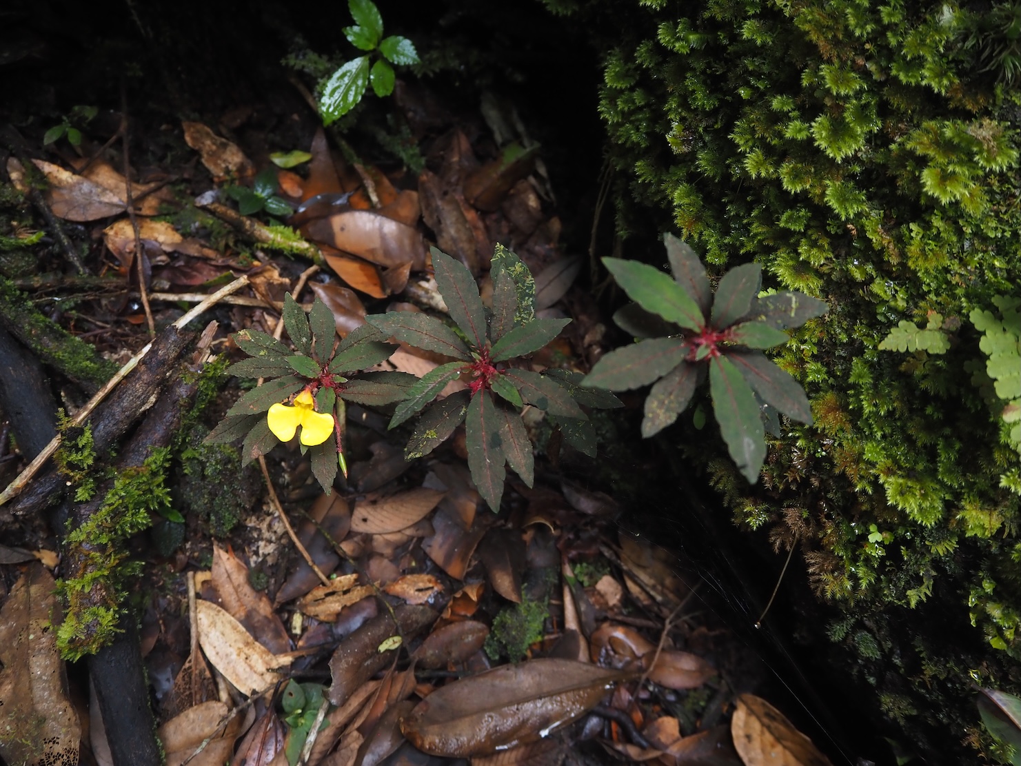 Impatiens