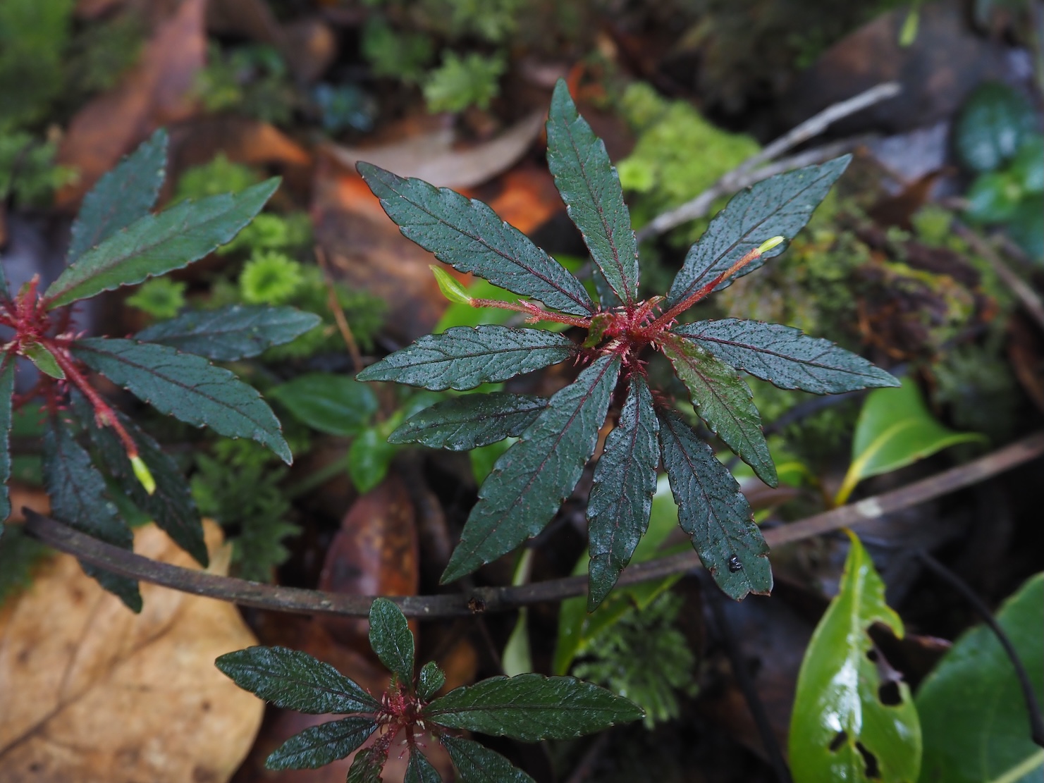 Impatiens