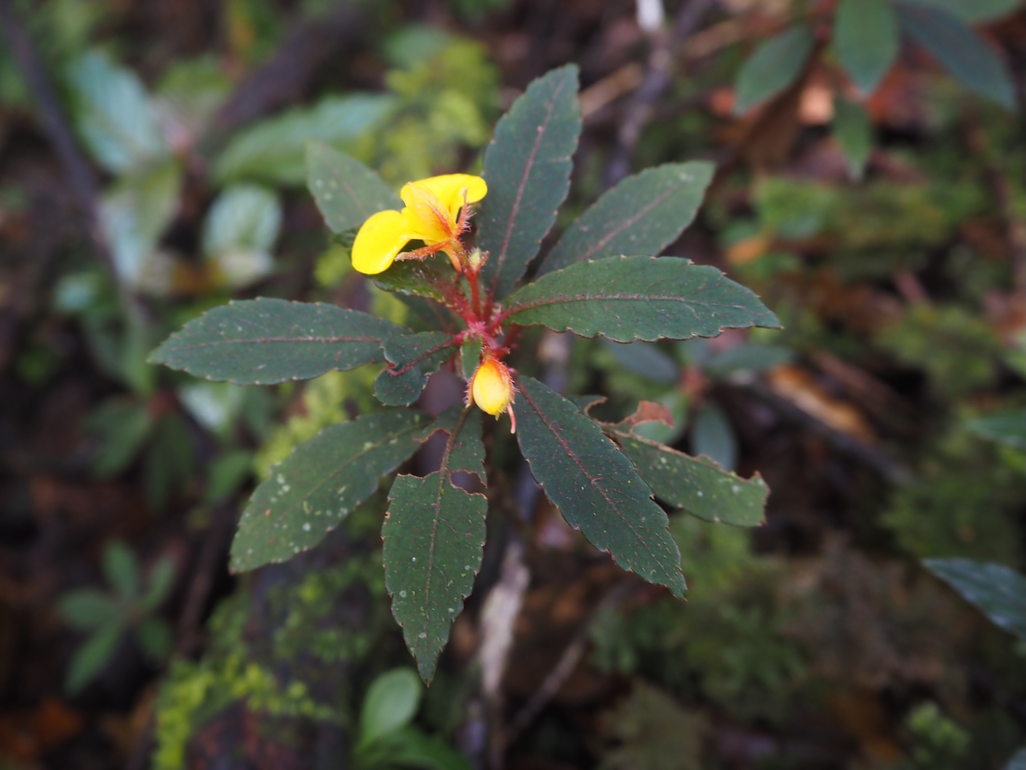 Impatiens