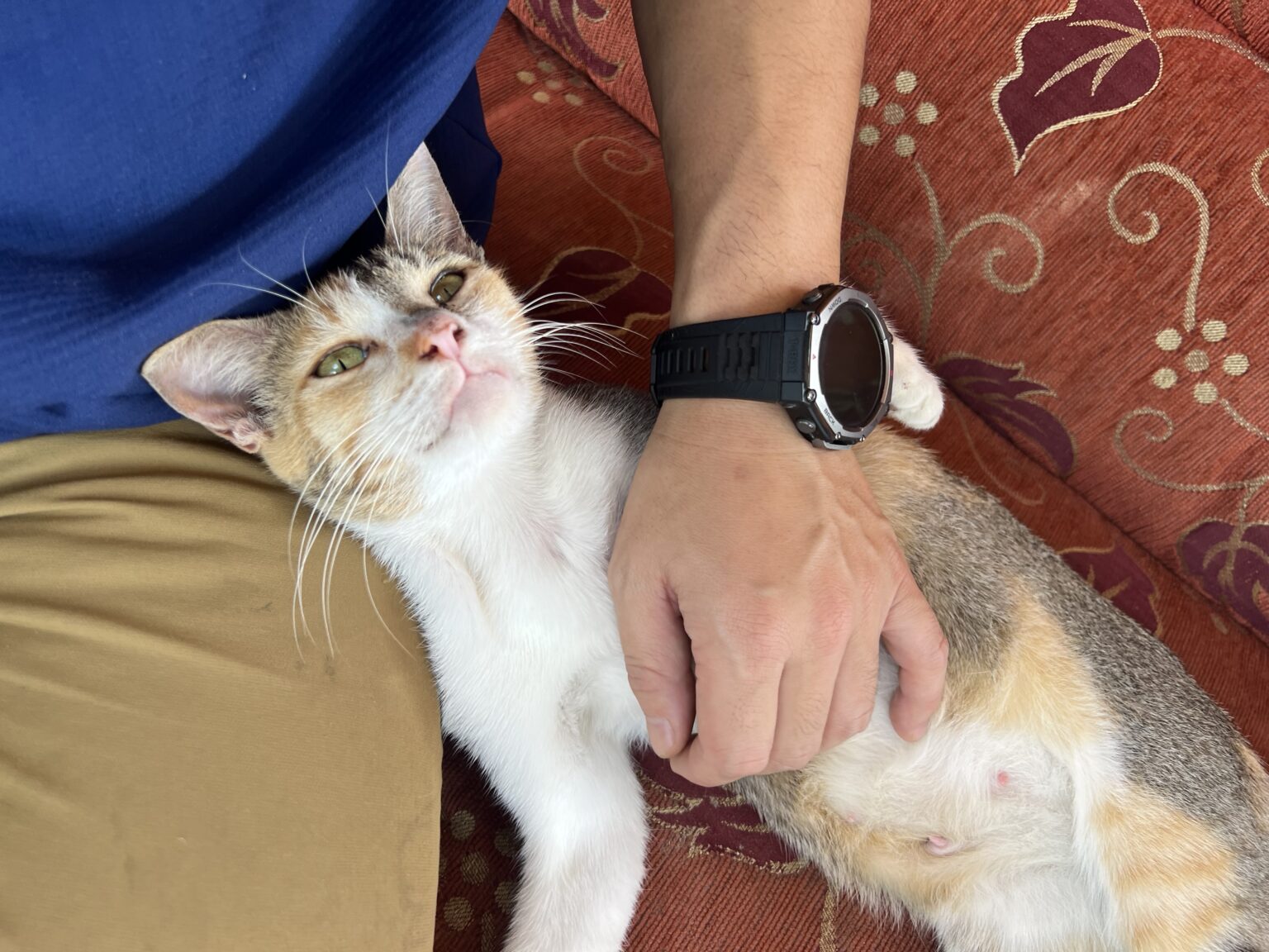 Nyan Cat　インドネシアの民家で飼われているとても人に慣れた猫を撫でている様子。A photo of someone petting a very friendly cat kept in an Indonesian home.