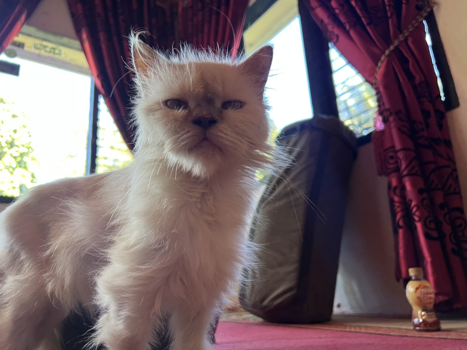 Nyan Cat　インドネシアの民家で飼われている長毛種の雑種と思われる白猫がこちらを観察している様子。A white cat, believed to be a long-haired mixed breed kept in a private home in Indonesia, appears to be observing us.