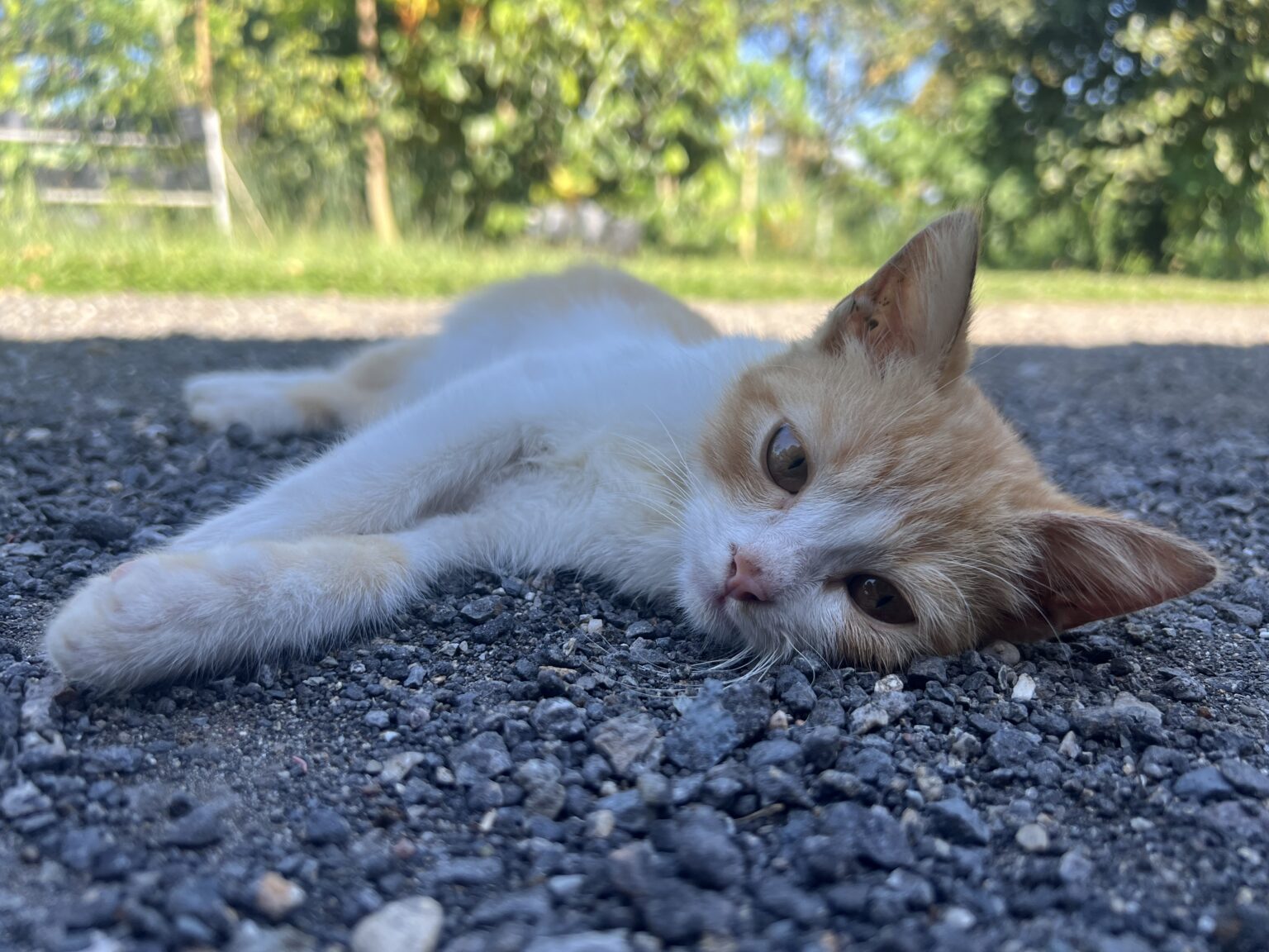 Nyan Cat　インドネシアの民家で飼われている生後6ヶ月の白茶虎模様の子猫が日向で寝転んでこちらを見ている写真。A photo of a 6-month-old white and brown tiger-striped kitten kept in a private home in Indonesia lying in the sun and looking at the camera.