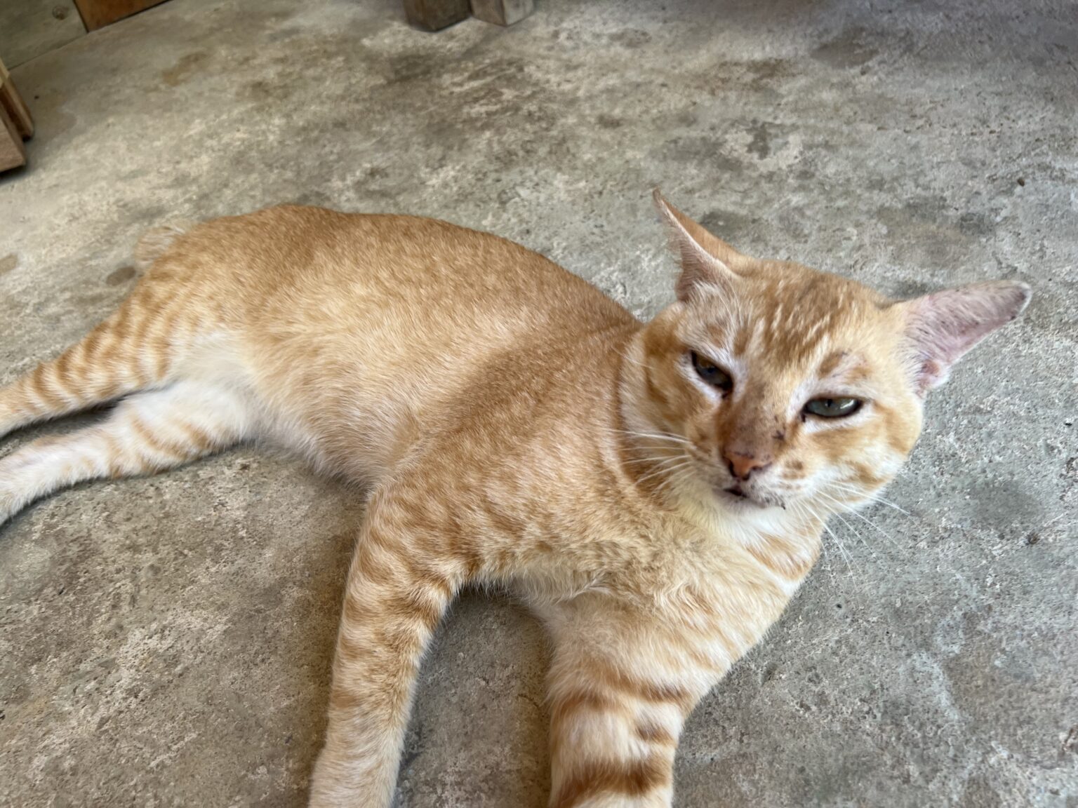 Nyan Cat　インドネシアスマトラ島の山麓で飼育されている茶虎の雄の成猫がコンクリートの床に寝転んで涼んでいる様子を撮影した写真。A photo of an adult male brown tabby cat being kept in the foothills of Sumatra, Indonesia, lying on a concrete floor to cool off.