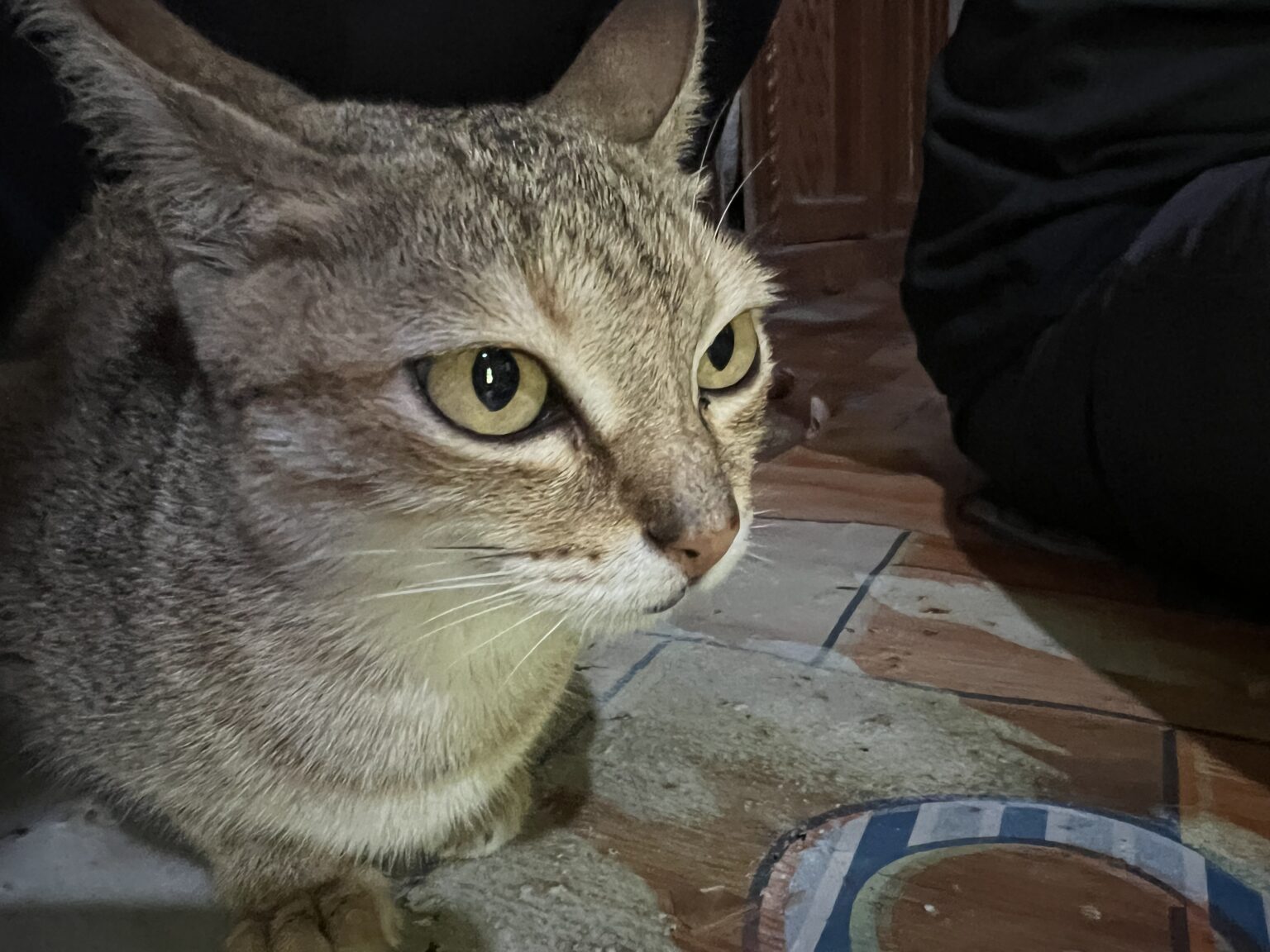 Nyan Cat　インドネシアの山村部で飼われている若い成猫が昼食中の人々の輪に入り食べ物を狙っている様子。A young adult cat kept in a mountain village in Indonesia joins a group of people having lunch and tries to get food.