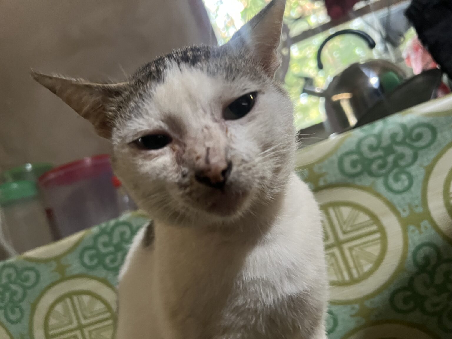 Nyan Cat　インドネシアの民家で飼われている面白い髪型のような模様の猫。この猫は鼻の先端が喧嘩によって怪我をした痕跡がある。A cat with an interesting hairstyle that lives in a private home in Indonesia. The tip of the cat's nose shows signs of injury from a fight.