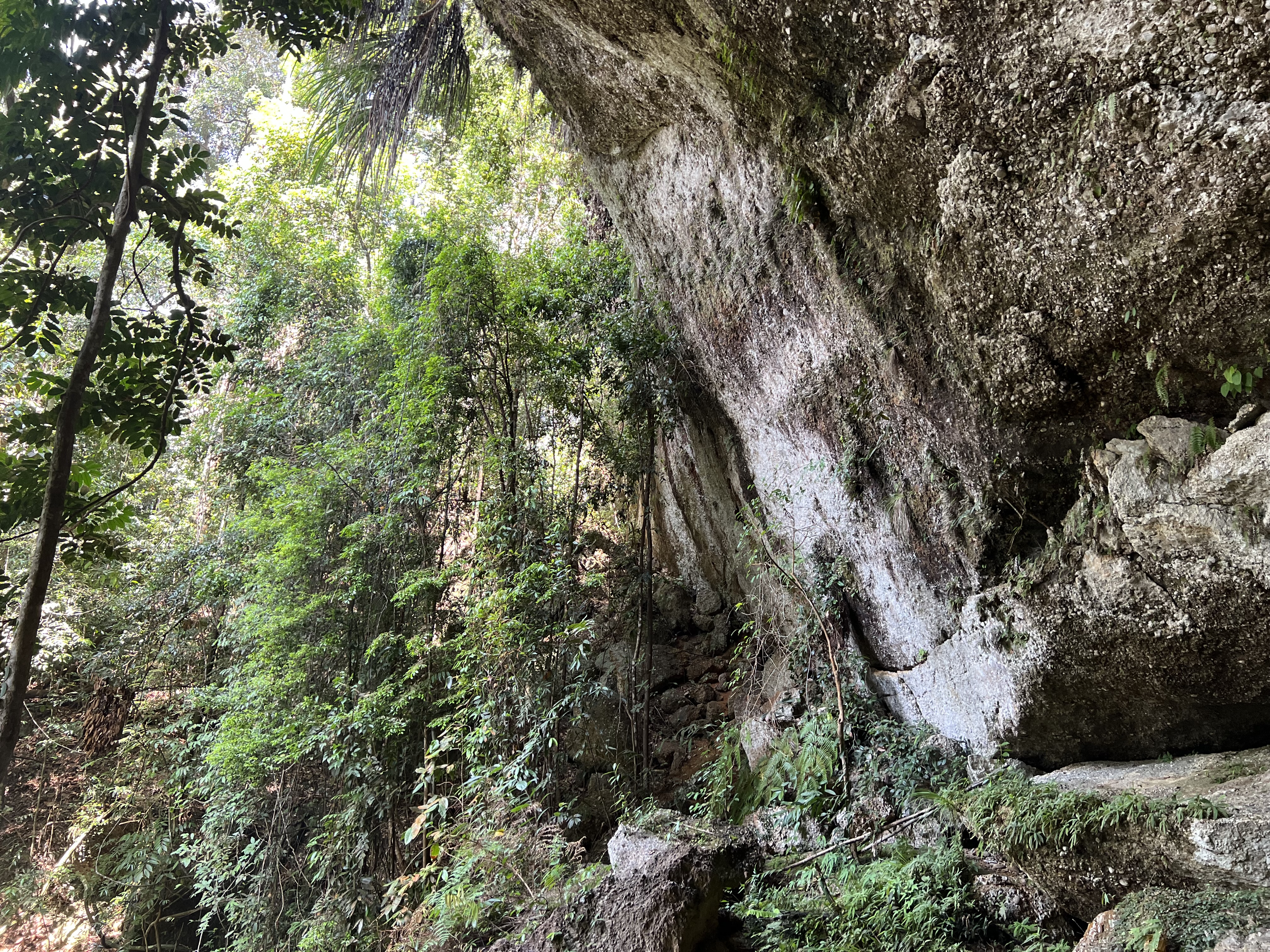 スマトラ島のジャングルの奥地にある大岩の壁に自生する様々な野生植物の様子。　A variety of wild plants growing on the walls of large rocks deep in the jungle of Sumatra.