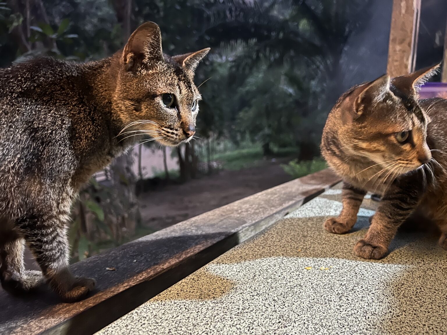 Nyan Cat　スマトラ島の山間部の観光地に暮らす親子の茶虎猫2匹が寄って来て机に登ってお菓子を欲しそうにしている。Two brown tabby cats, a mother and her son, who live in a tourist area in the mountains of Sumatra, come over and climb onto a table, looking like they want some sweets.