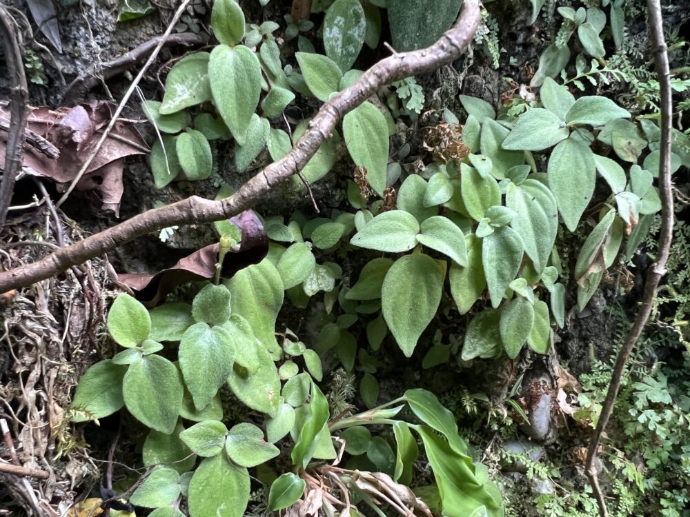 This photo shows a tropical plant of the genus Sonerila, whose leaves are covered with fine hairs, growing wild in the local jungles of Sumatra.