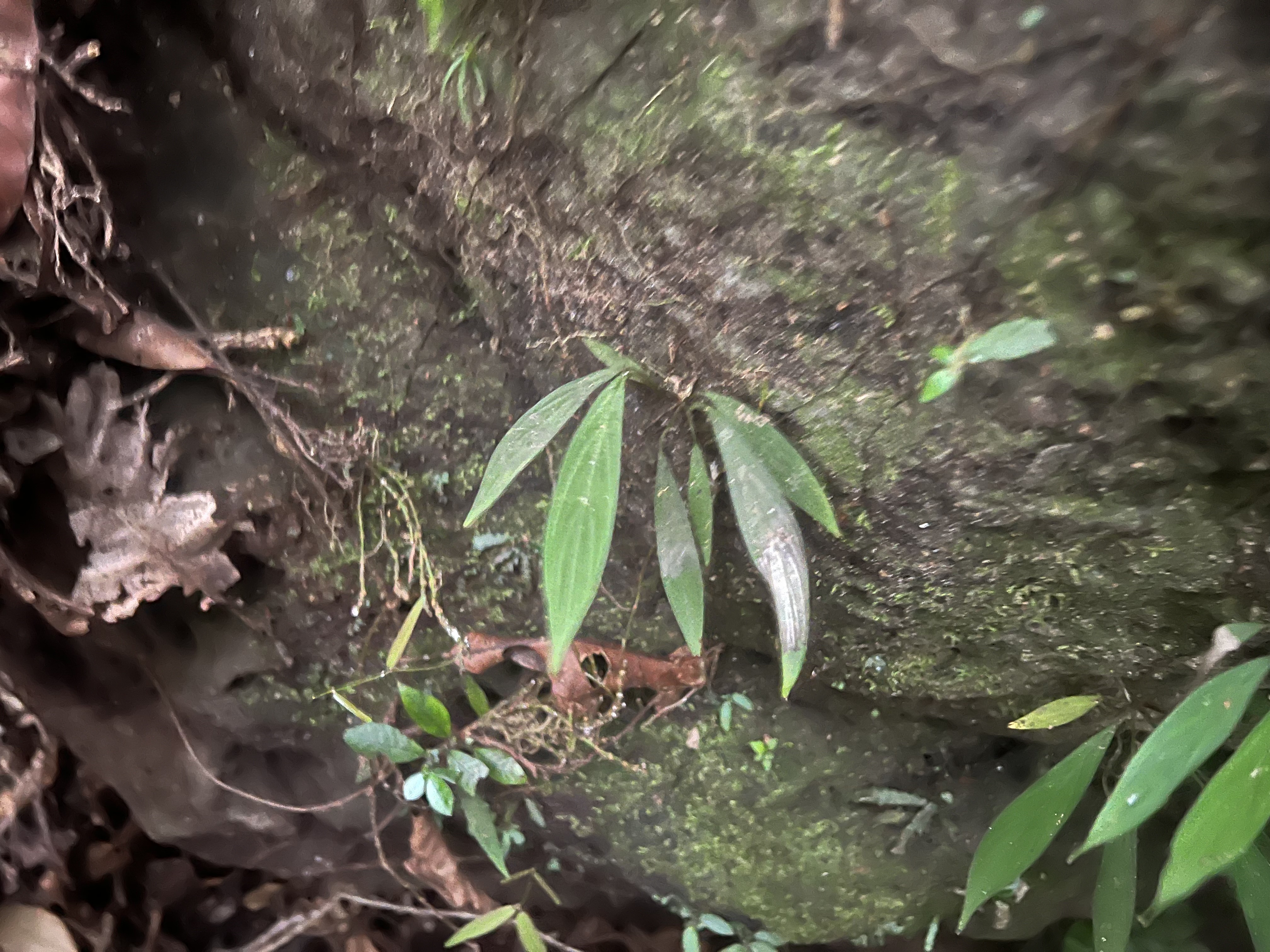 スマトラ島のジャングルの奥地の岩肌に自生するHomalomena sp. Sumatera Barat K0625-2として認知されているベルベットの質感を持った狭い葉を持つホマロメナの野生下の姿。This is the wild appearance of Homalomena, which has narrow, velvety leaves and is recognized as Homalomena sp. Sumatera Barat K0625-2, and grows naturally on rocky surfaces deep in the jungles of Sumatra.