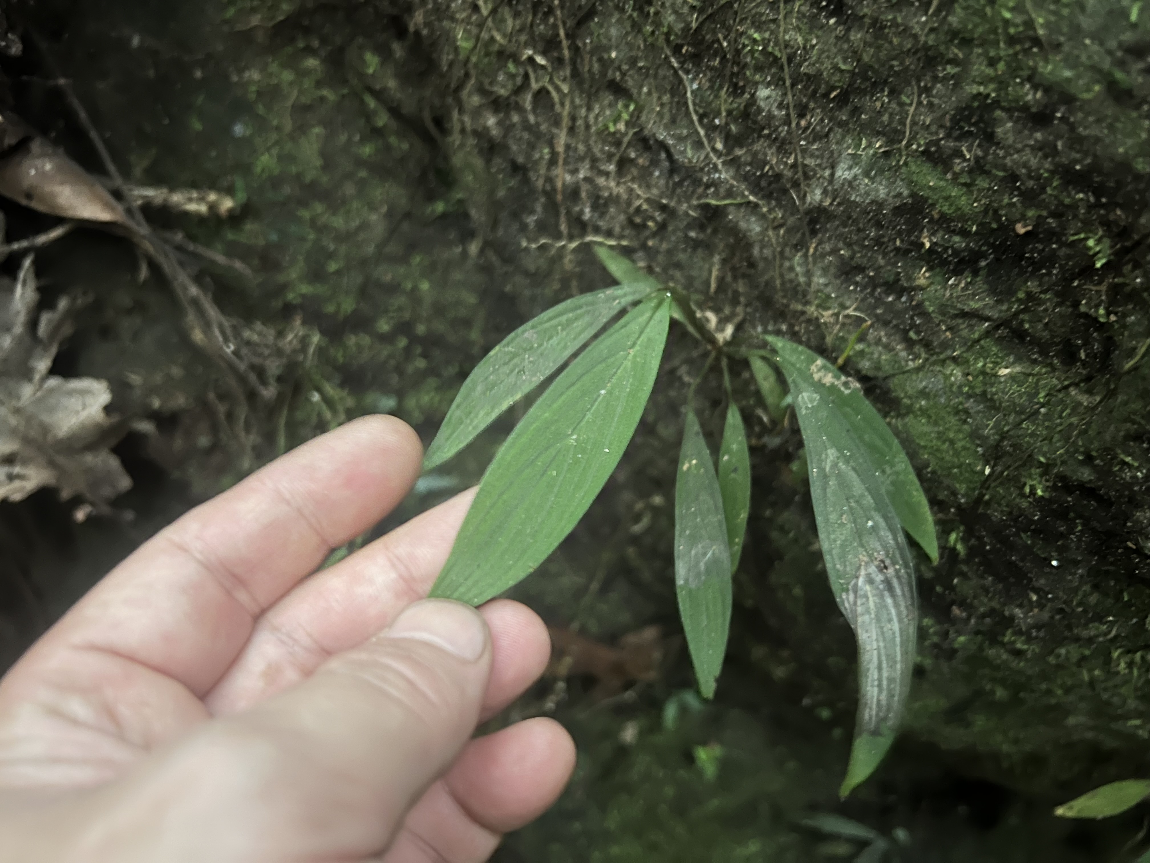 スマトラ島のジャングルの奥地の岩肌に自生するHomalomena sp. Sumatera Barat K0625-2として認知されているベルベットの質感を持った狭い葉を持つホマロメナの野生下の姿。This is the wild appearance of Homalomena, which has narrow, velvety leaves and is recognized as Homalomena sp. Sumatera Barat K0625-2, and grows naturally on rocky surfaces deep in the jungles of Sumatra.
