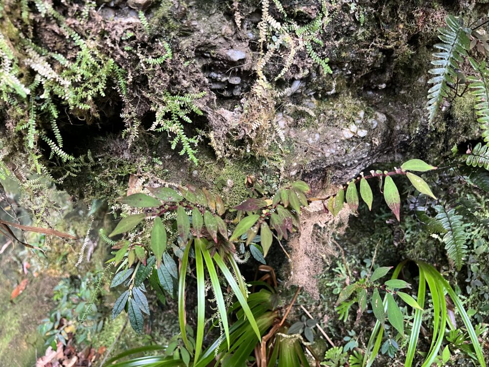 This photo shows the wild appearance of a wall-growing plant of the genus Sonerila, which lives in the humid jungles of Sumatra.