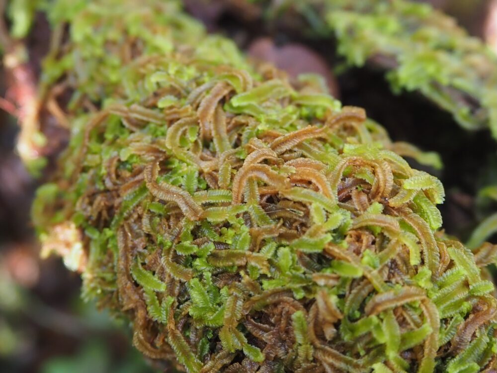 スマトラ島の原生林の奥地で濡れた倒木に生息するコケ植物。A field photograph of moss plants growing on wet fallen logs deep in the virgin forests of Sumatra.