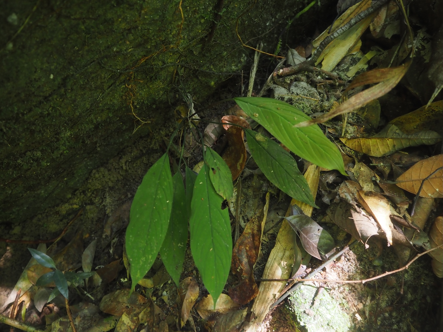 スマトラ島の熱帯雨林に生息するHomalomena sp. Sumatera Barat K0425-2として知られる野生のホマロメナ属の一種が岩肌に根を張って自生している様子。A wild species of Homalomena known as Homalomena sp. Sumatera Barat K0425-2, which lives in the tropical rainforests of Sumatra, is seen growing naturally by taking root on the rock surface.
