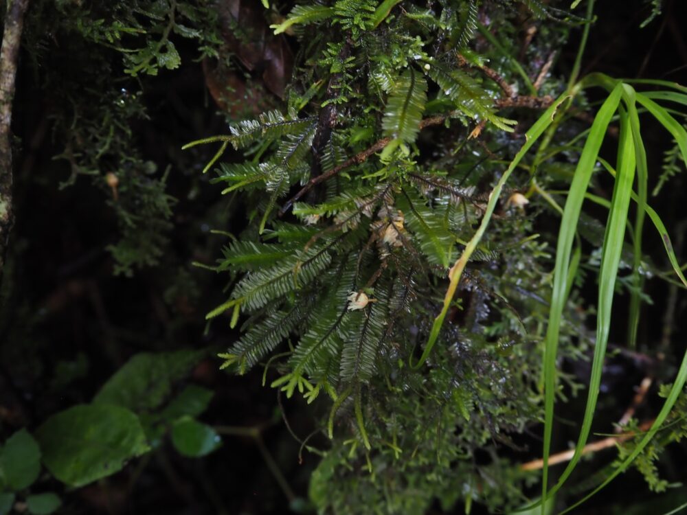 This is a photo of a species of Plagiochila, a leafy liverwort found in the dense rainforests of Sumatra. The plant is growing on a damp, shaded tree trunk, its glossy green leaves overlapping like tiny shingles. The fronds appear slightly translucent and leathery, adapting perfectly to the humid, low-light environment of the forest understory.