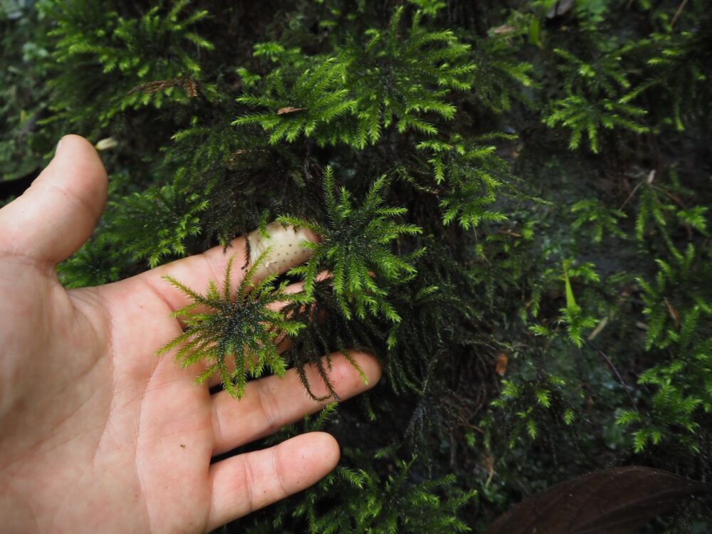 A cluster of Hypnodendron moss is growing densely on a damp, decaying log in the Sumatran rainforest. Its soft, bright green, feather-like leaves radiate outward, creating a lush, delicate carpet in the humid shade of the forest.