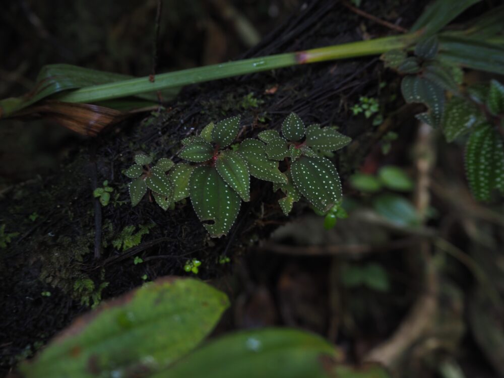 This photo shows wild plants of the genus Sonerila, which have a beautiful, velvety texture and distinctive white dots, growing in the jungles of Sumatra.