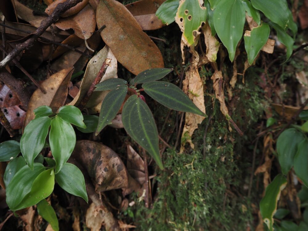 This is a very small plant of the genus Sonerila that lives deep in the tropical rainforests of Sumatra. It is a rare jungle plant that grows only in specific, limited environments such as well-drained rock depressions. This is a field photo of this plant.