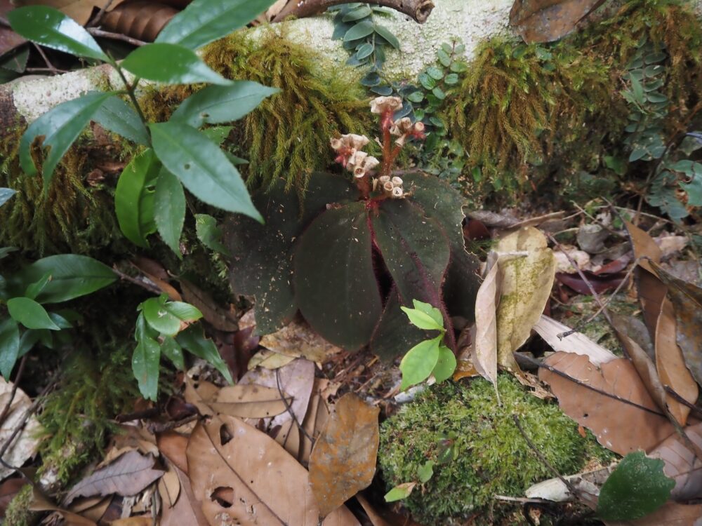 This photo shows a tropical rainforest plant of the genus Sonerila, known locally as Butterfly Sonerila, in its wild state in the jungles of Sumatra.