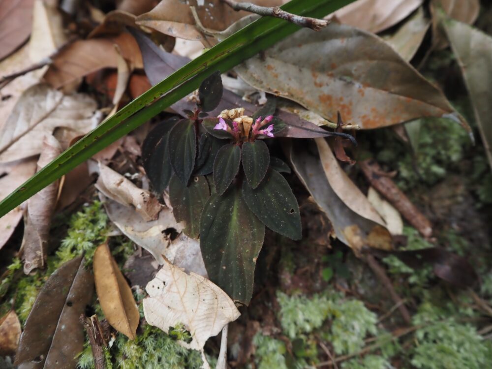 Field photograph of a wild black-leafed species of the genus Sonerila that lives on the understory of a tropical rainforest in Sumatra.