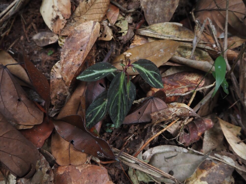 A field photograph of a wild species of the genus Sonerila discovered in the jungles of Sumatra. This species has black leaves with fluorescent green patterns.