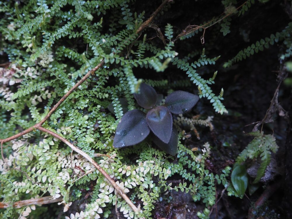 This is a field photo of a wild plant of the genus Sonerila, which has hairy black leaves and lives deep in the tropical rainforests of Sumatra, growing naturally on moss-covered rocks.