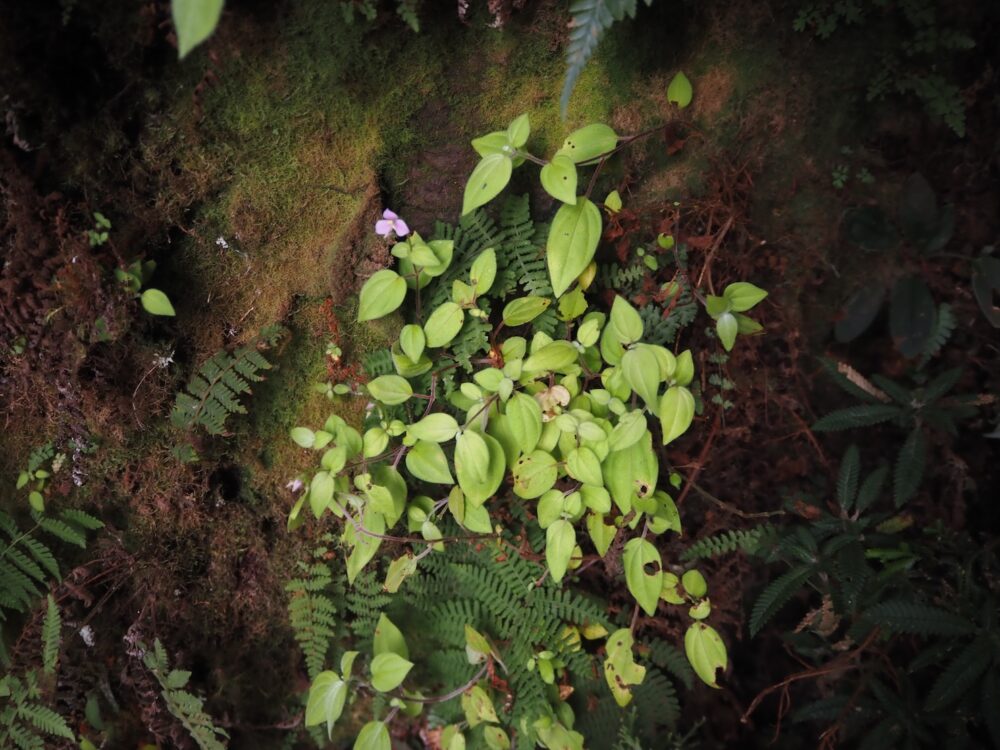 A field photograph of a tropical rainforest plant of the genus Sonerila with yellow leaves that grows deep in the jungles of Sumatra.