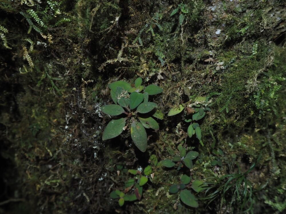 This is a very small plant of the genus Sonerila that lives deep in the tropical rainforests of Sumatra. It is a rare jungle plant that grows only in specific, limited environments such as well-drained rock depressions. This is a field photo of this plant.