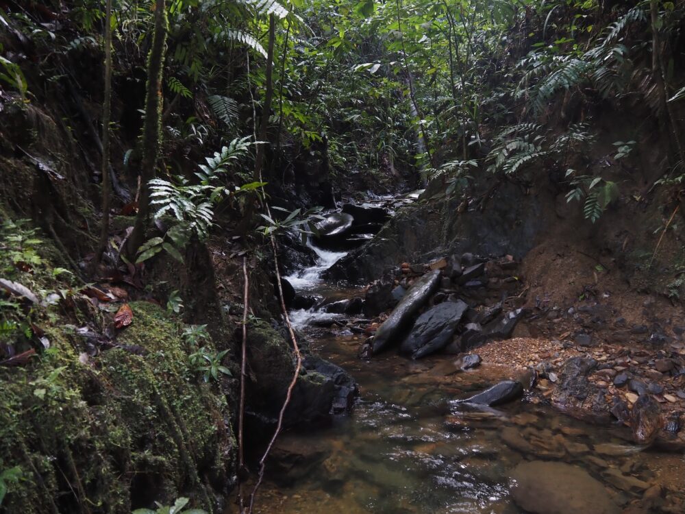 One of the many small, nameless rivers that flows through the deepest part of the ancient jungles of West Kalimantan.