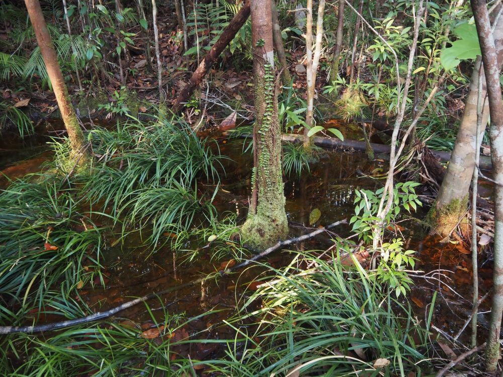 A swamp in the primeval forest of West Kalimantan, home to many bettas, catfish, and small tropical fish.
