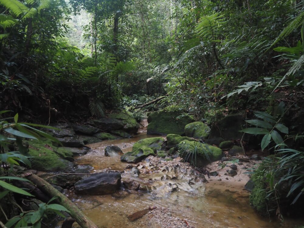 A view of a small river flowing through a virgin forest near the border between West Sumatra and Riau.